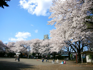 写真: 青空の下、桜満開 (2008.4.1)