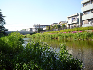 写真: 野川のせせらぎ その1 (2008.5.6)
