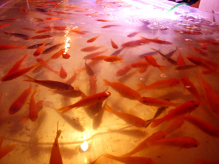 写真: 朱い金魚たち (2008.8.10)