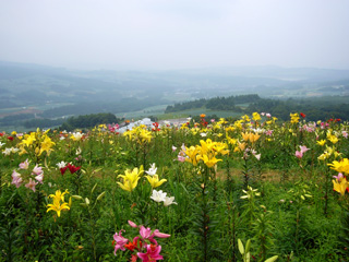 写真: つまごいのゆりの花 その1 (2008.8.13)