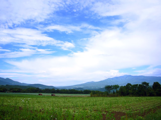 写真: つまごい村の、一面キャベツ畑 (2008.8.14)