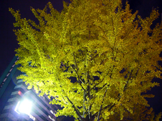 写真: いちょうライトアップ (2008.11.22)