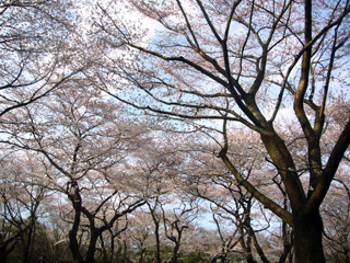 写真: さくら in 昭和記念公園・その2 (2009.4.5)