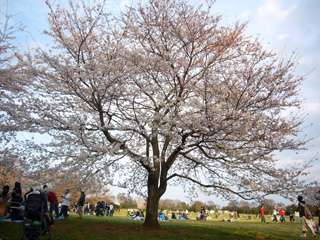 写真: さくら in 昭和記念公園・その5 (2009.4.5)